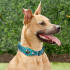 Honden Halsband Apple AirTag Houder Nylon Hoesje Zwart M: 40-45cm afbeelding 3