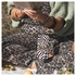 AVY Samsung Galaxy A56 / A36 Hoesje Met Koord 32CM Serengeti Zebra afbeelding 4